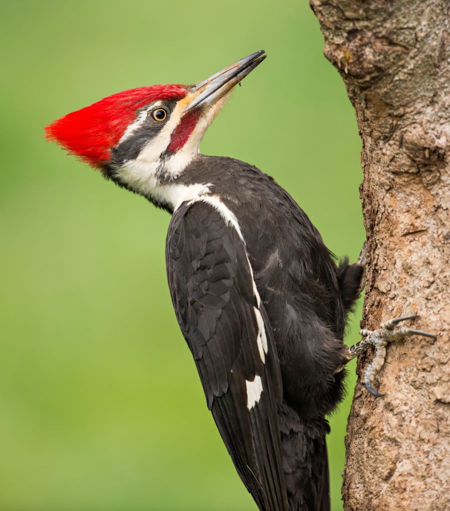 pileated woodpecker stuffed animal